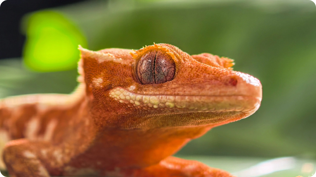 Huawei Pura 80 Pro 12/512 ГБ Global Белый