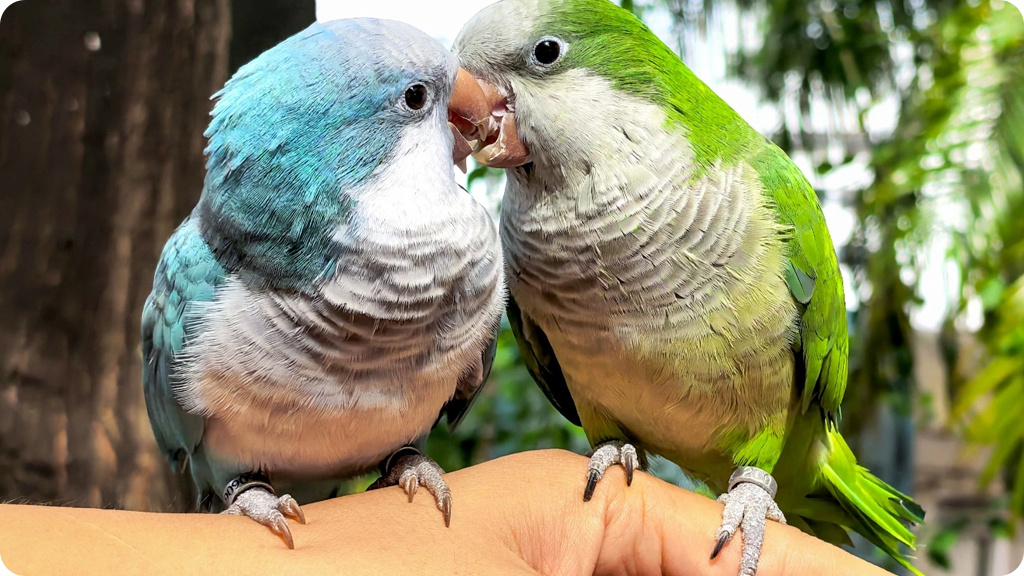 Huawei Pura 80 12/256 GB РСТ Золотой