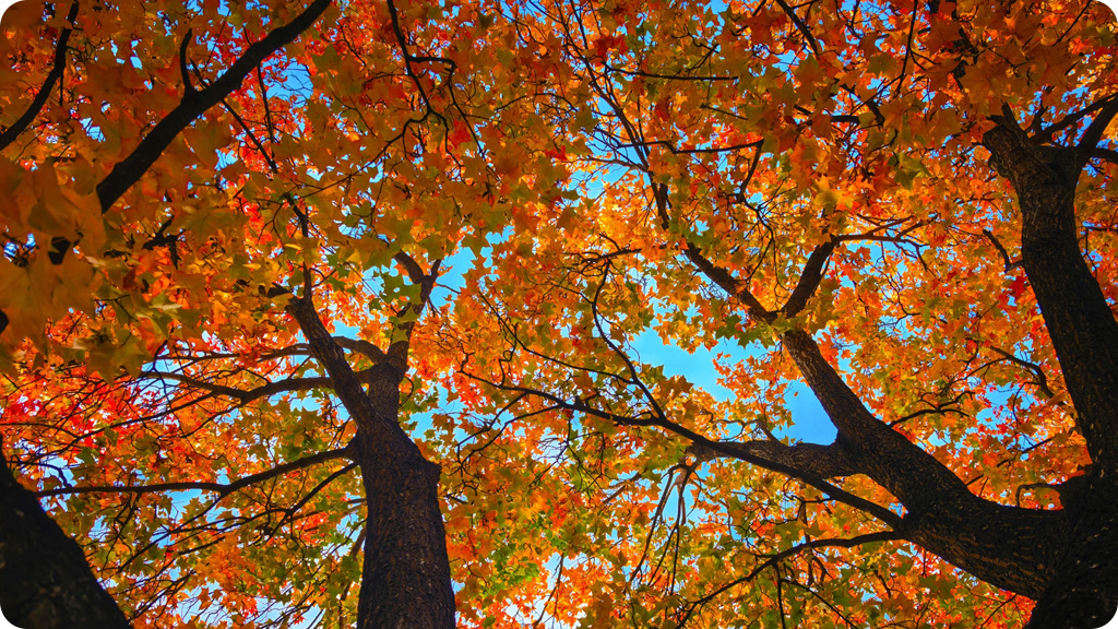 Huawei Mate 70 Pro 12/512Gb РСТ Черный