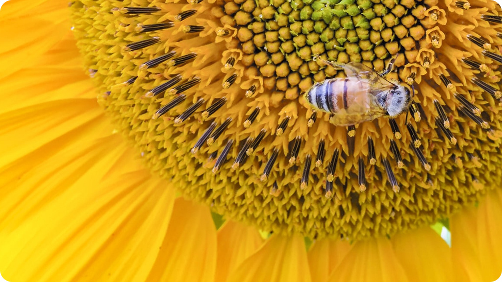 ASUS Zenfone 8 Flip ZS672KS 8/128GB Черный